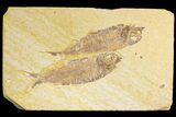 Pair of Fossil Fish (Knightia) - Green River Formation - Wyoming #136756-1